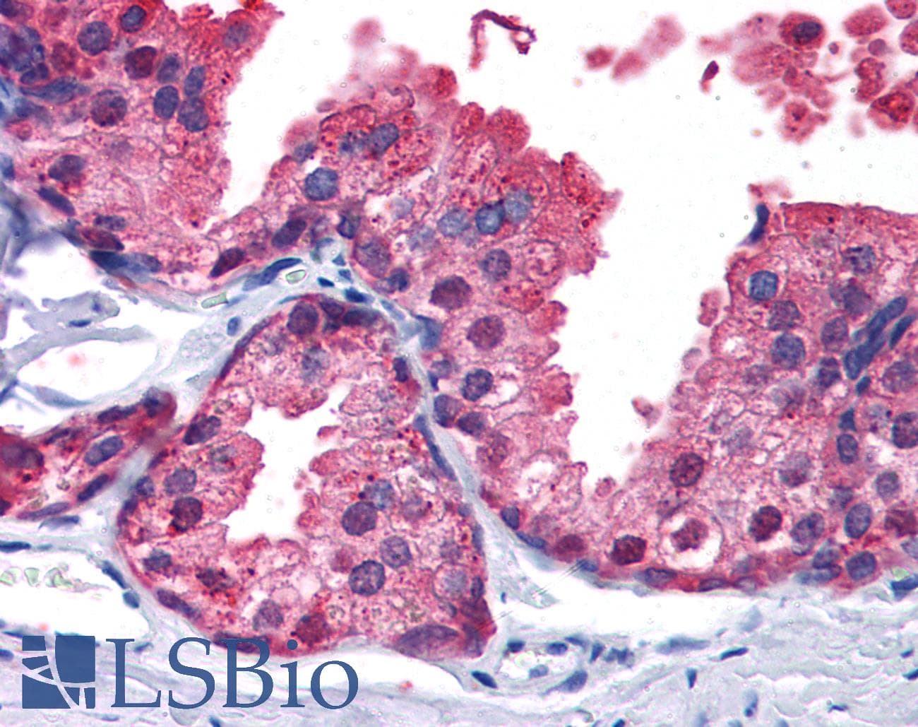 IHC-plus™ PDE4B Antibody (aa723-736)