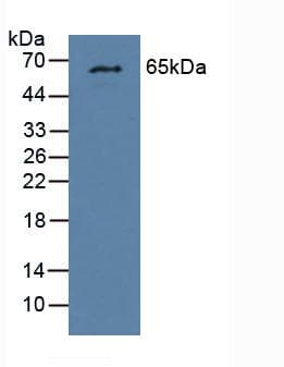 GCKR Antibody (aa17-261)