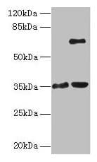 Polyclonal Rabbit anti-Human ZNF75A Antibody