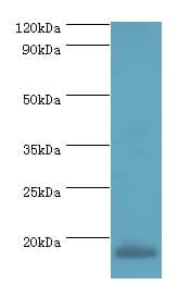 MLANA / Melan-A Antibody (aa48-118)