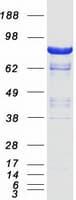 Human DLG4 / PSD95 Protein (Recombinant Myc-DDK (Flag))
