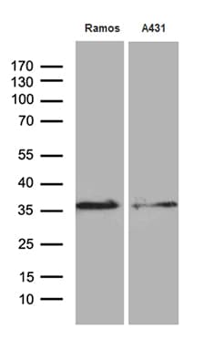 DAPP1 / BAM32 Antibody (clone OTI7D4)