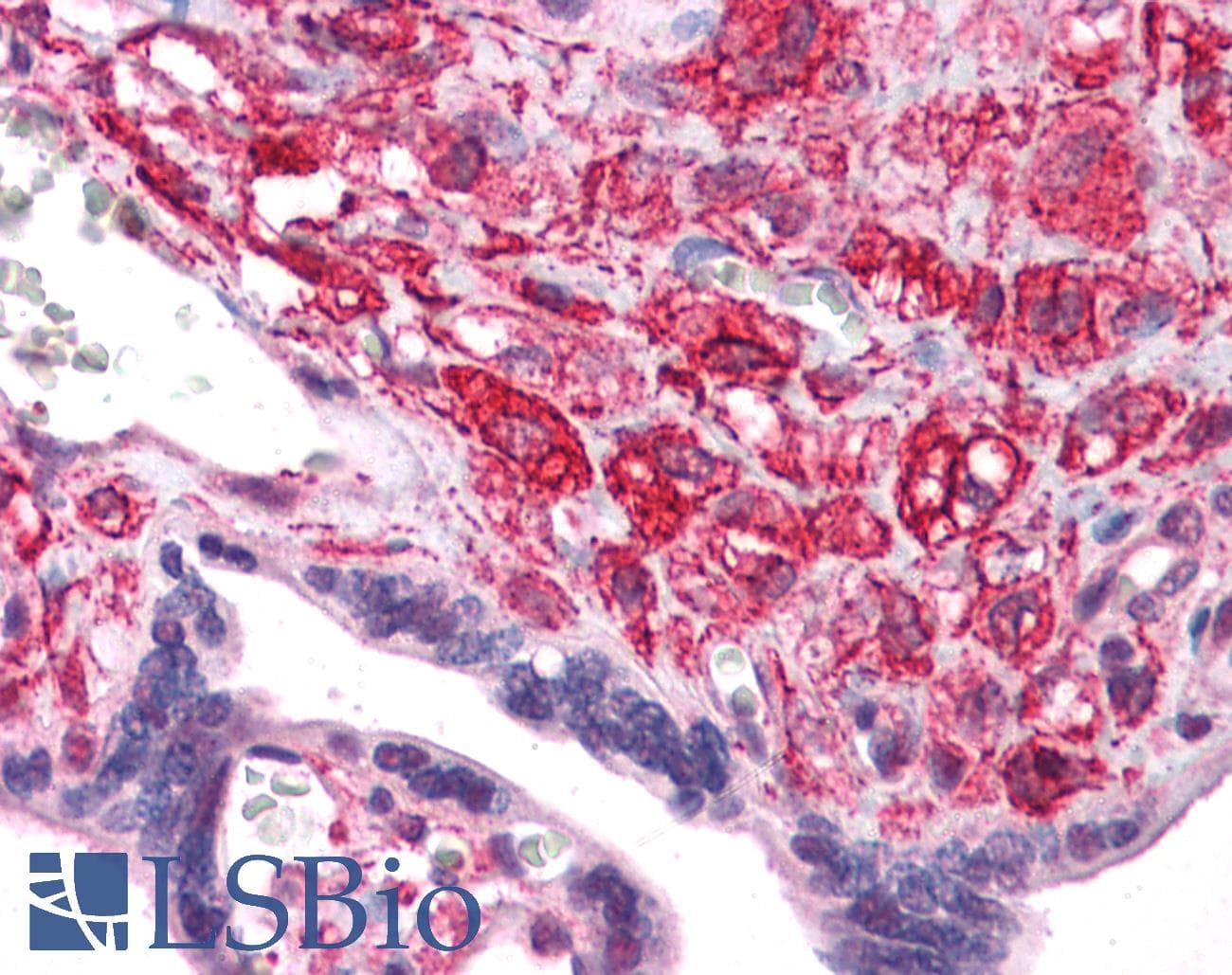 IHC-plus™ BCAS2 Antibody