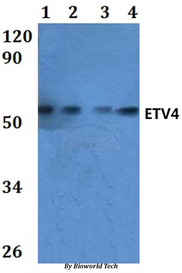 PEA3 / ETV4 Antibody