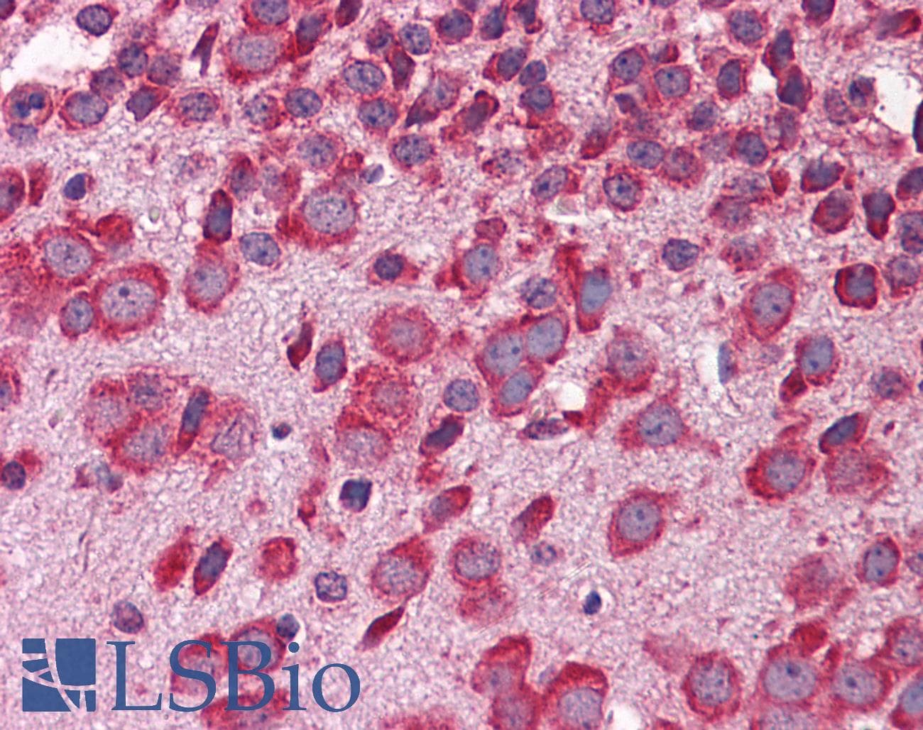 FBXW7 / FBW7 Antibody (aa251-300)