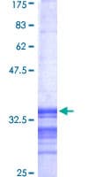 Human PGK2 Protein (Recombinant GST, N-terminus)
