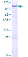 Human OSBPL9 Protein (Recombinant GST)