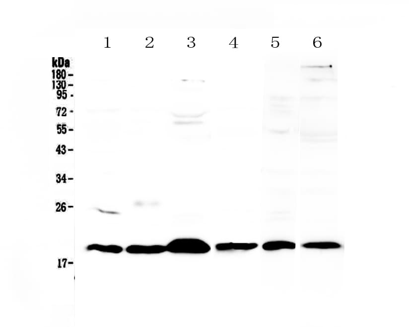 ICOS / CD278 Antibody