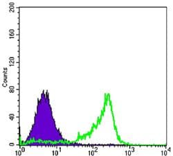 Monoclonal Mouse anti-Human PAX6 Antibody (clone 1C8, WB)
