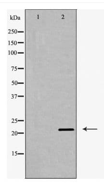 CLDN11 / Claudin 11 Antibody