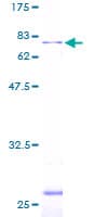 Human LPXN / Leupaxin Protein (Recombinant GST)