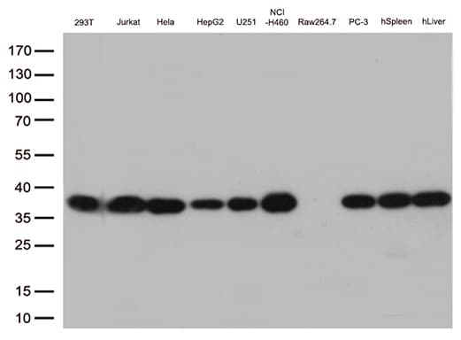 Monoclonal Mouse anti-Human PSMA1 Antibody (clone OTI6C4, IF, WB)