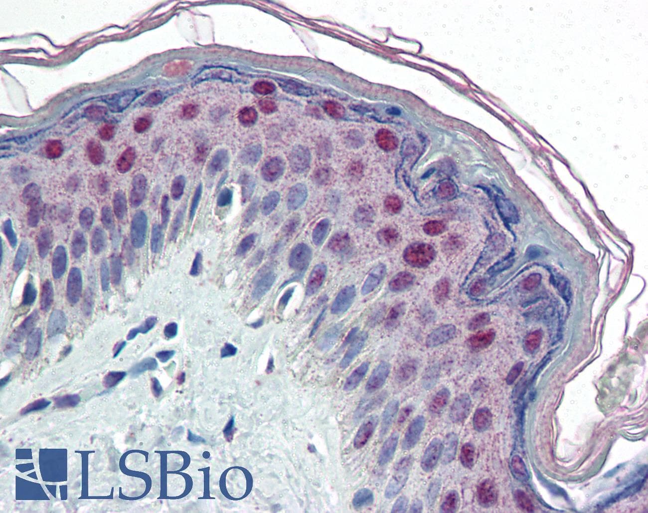 IHC-plus™ Monoclonal Mouse anti-Human C/EBP Beta / CEBPB Antibody (clone 47A1, IHC, IF, WB)