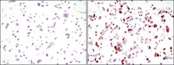Monoclonal Mouse anti-Aequorea victoria GFP Antibody (clone 4B10B2, IHC, WB)