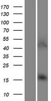 AARD Protein (Over-Expression Lysate Myc-DDK (Flag))