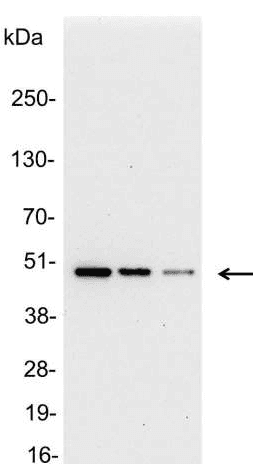 T7 Tag Antibody
