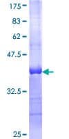 Human CGB7 Protein (Recombinant GST, N-terminus)