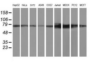 KIAA0153 / TTLL12 Antibody (clone OTI3H6)