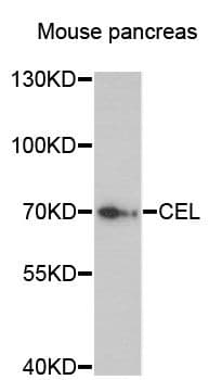 CEL / Carboxyl Ester Lipase Antibody