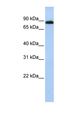 CHFR Antibody (aa36-85)