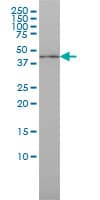 Monoclonal Mouse anti-Human ISGF3 / IRF9 Antibody (clone 1D11, WB)