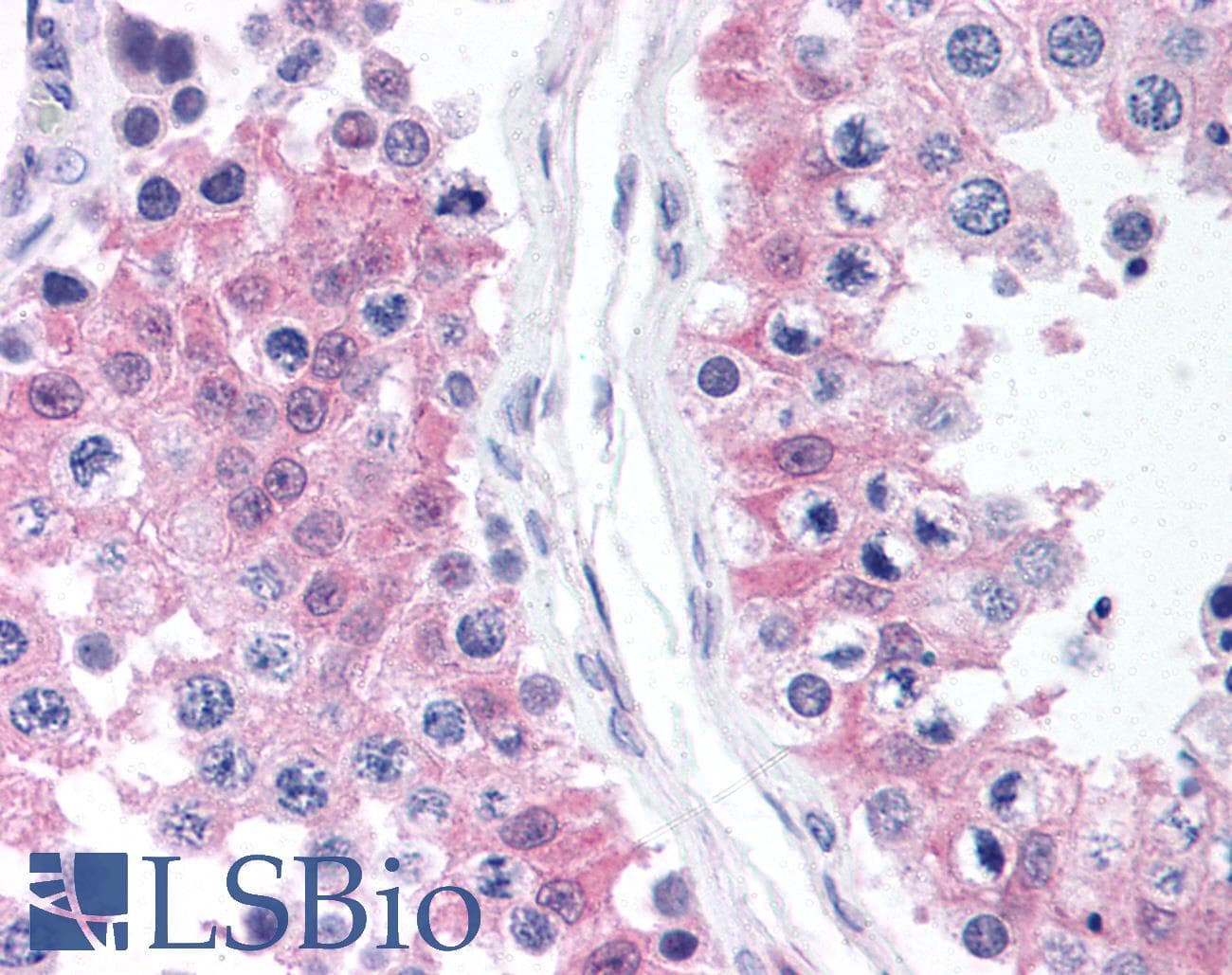 IHC-plus™ Polyclonal Rabbit anti-Rat MAPK1 / ERK2 Antibody (C-Terminus, IHC, WB)