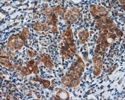 Monoclonal Mouse anti-Human BAP / SIL1 Antibody (clone OTI3B11, IHC, IF, WB)