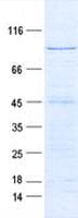 Human FRS3 Protein (Recombinant GST, N-terminus + His, C-terminus)
