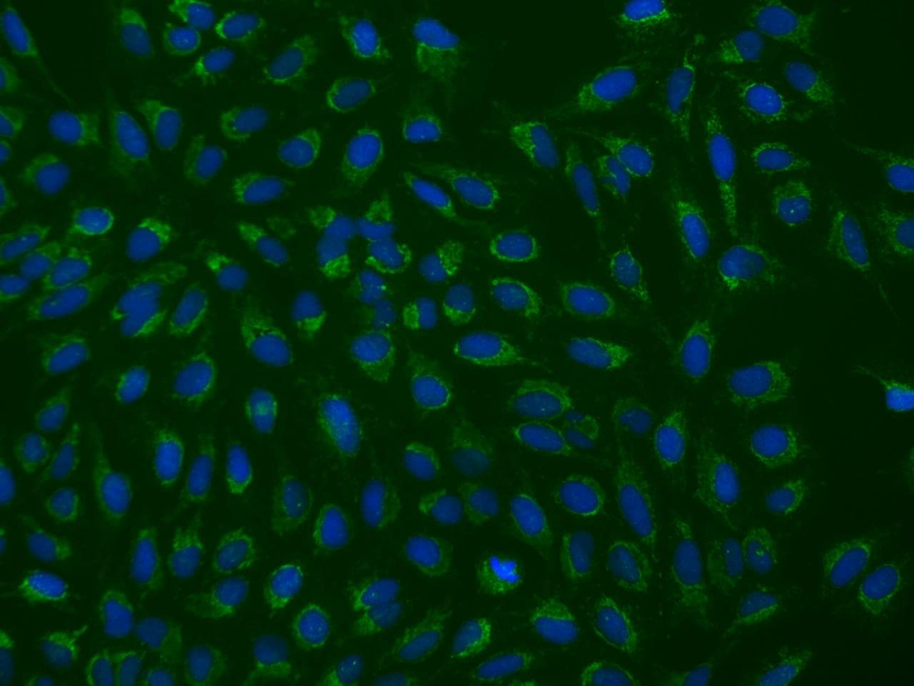 FAM171B Antibody