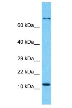 GEMIN7 Antibody (aa1-50)