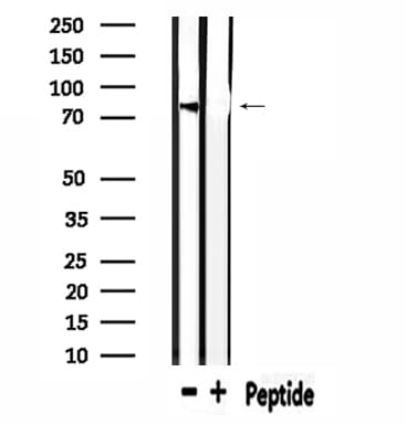 USP44 Antibody