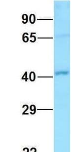 GNA11 Antibody (aa193-242)
