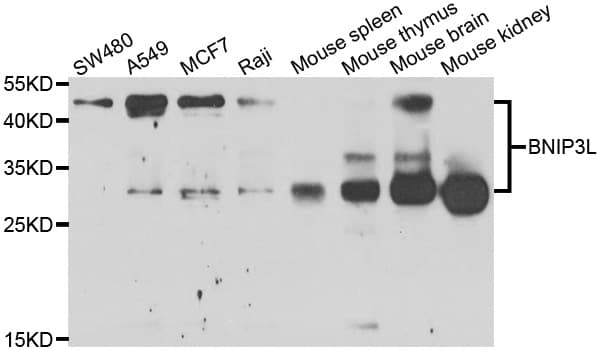 NIX / BNIP3L Antibody