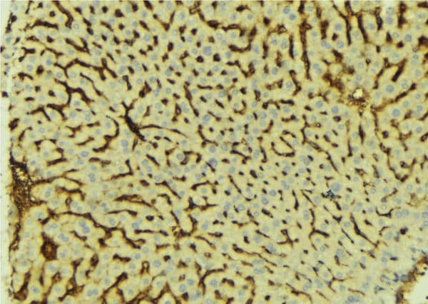 ATP6AP1 Antibody