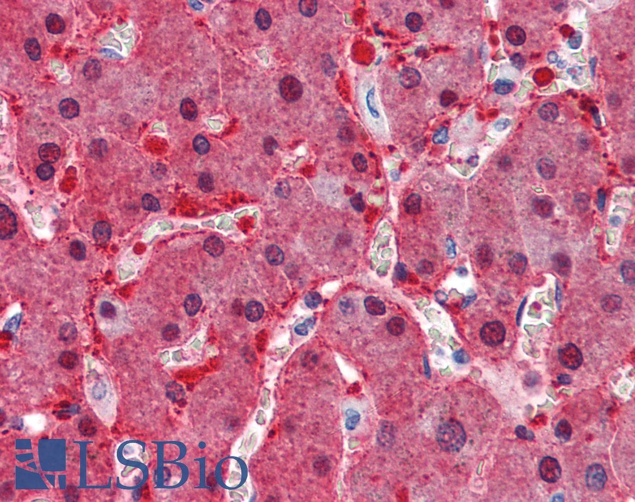 IHC-plus™ ASS1 / ASS Antibody (aa196-212)