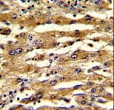 Polyclonal Rabbit anti-Human FABP3 / H-FABP Antibody (aa1-30, IHC, WB)