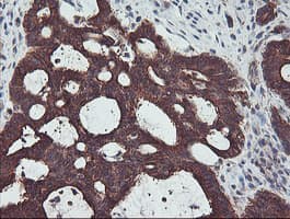 PDRG1 Antibody (clone OTI4F12)