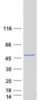 Human PDK1 Protein (Recombinant Myc-DDK (Flag))