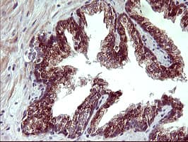 ARG2 / Arginase 2 Antibody (clone 3G5, Carrier-free)