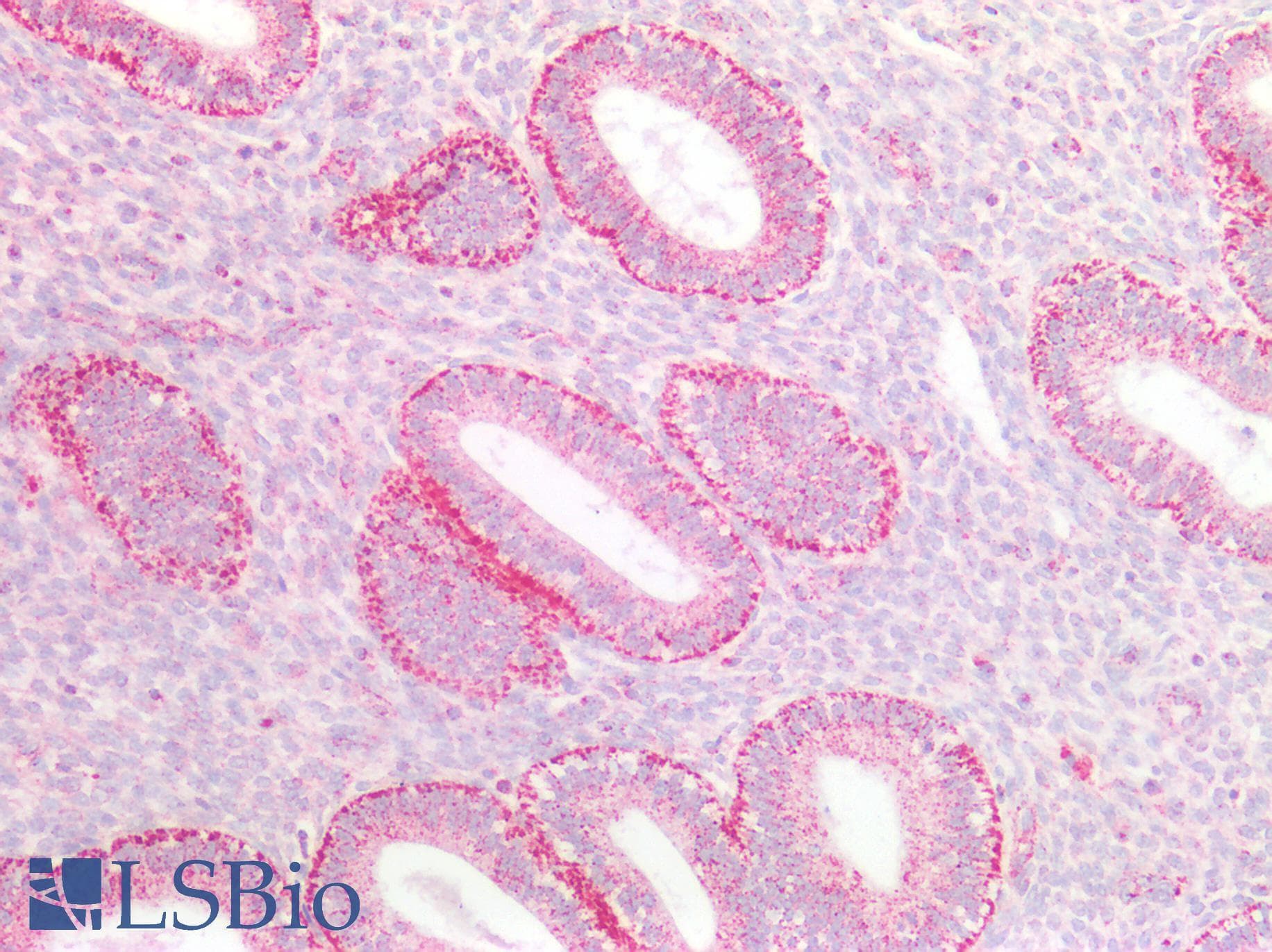PathPlus™ SSBP1 / mtSSB Antibody