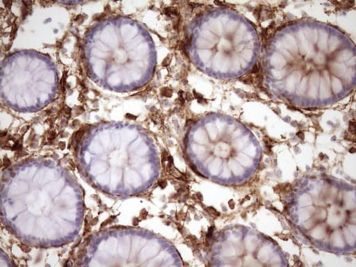 ANPEP / CD13 Antibody (aa668-967, clone 2F10, Carrier-free)