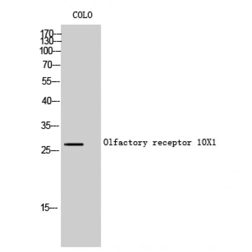 Polyclonal Rabbit anti-Human OR10X1 Antibody (180-260 aa, C-terminal, IF, WB)