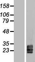 TSPAN9 Protein (Over-Expression Lysate Myc-DDK (Flag))