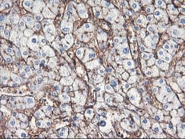 ENPEP / Aminopeptidase A Antibody (clone OTI3E7)
