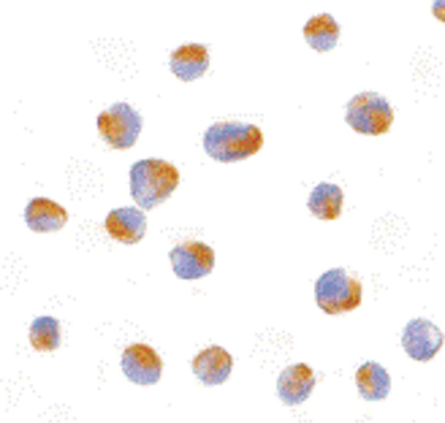 IHC-plus™ BCL2L10 / Diva Antibody