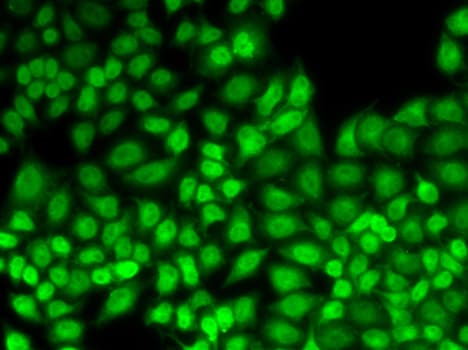 JUNB / JUN-B Antibody