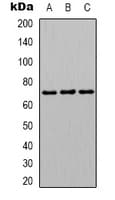 Polyclonal Rabbit anti-Human HNRNPL / hnRNP L Antibody (Internal, IHC, IF, WB)