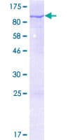 Human VPS9D1 / C16orf7 Protein (Recombinant GST)