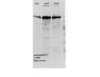 hnRNP F + H Antibody (clone 1G11)
