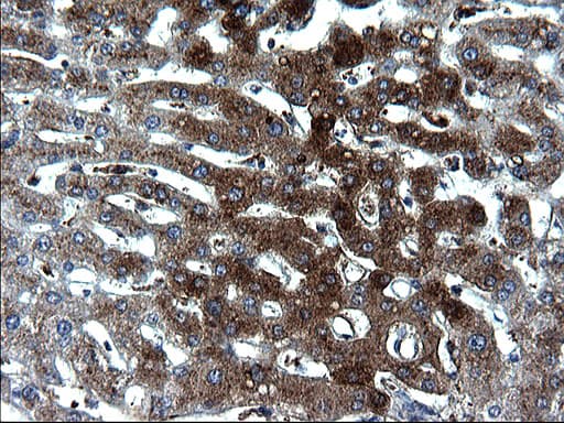 FGG / Fibrinogen Gamma Antibody (clone OTI5C9, Carrier-free)